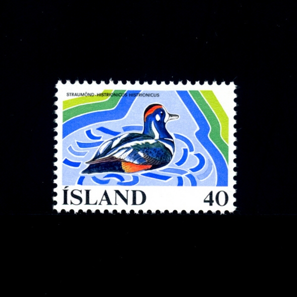 ICELAND(아이슬란드)-#500-40k-HARLEQUIN DUCK(할리퀸 오리)-1977.6.14일