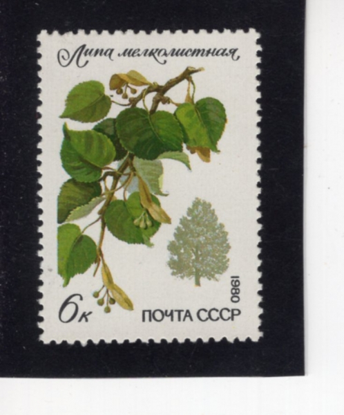 RUSSIA(���þ�)-#4873-6k-LIME TREE(ƿ����)-1980.9.29��