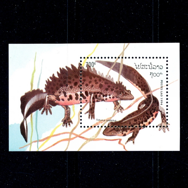 LAOS()-SOUVENIR SHEET-#1183-700k-TRITURUS CRISTATUS(Ϻ  Ʈ)-1994.8.1