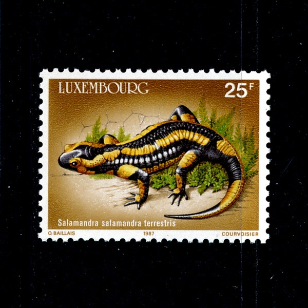 LUXEMBOURG(θũ)-#3766-25fr-SALAMANDRA TERRESTRIS(ҵմ)-1987.3.9